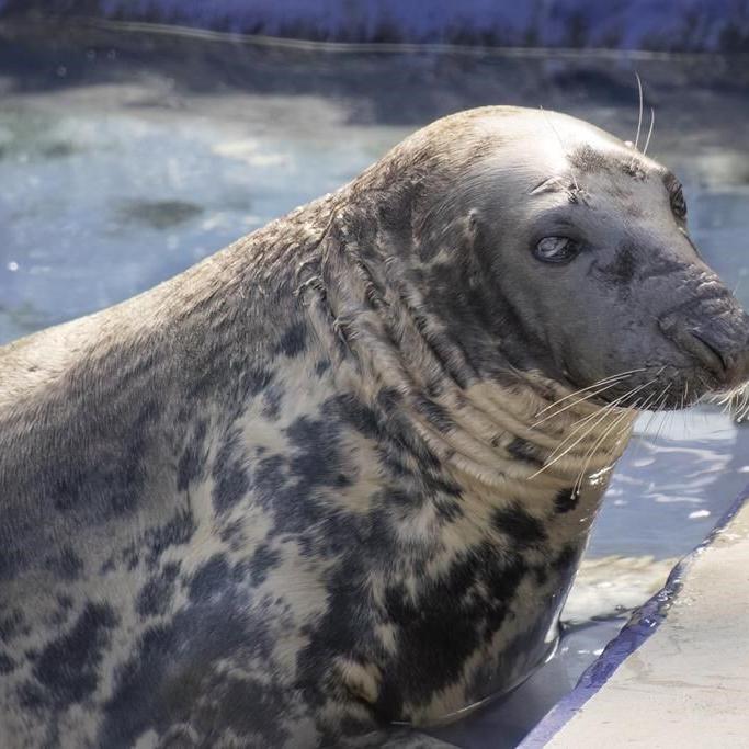 Seal pup once rescued on a British beach hits the big 5-0. Sheba may be the oldest seal in captivity
